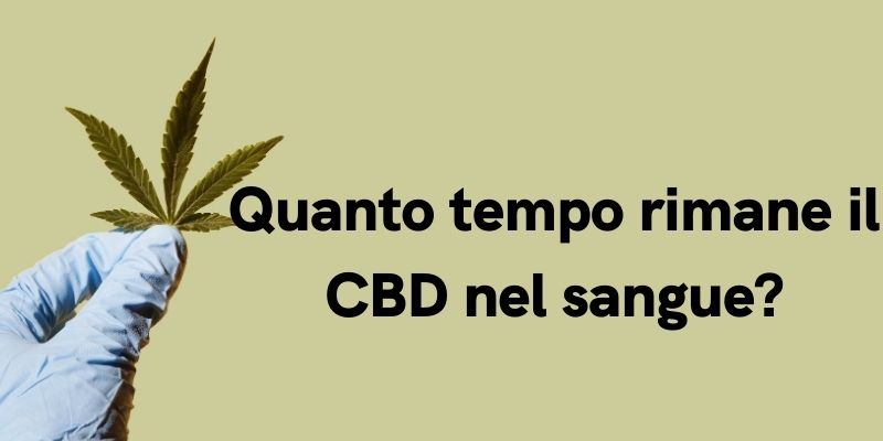 Quanto tempo rimane il CBD nel sangue?