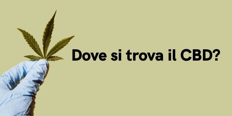 Dove si trova il CBD?