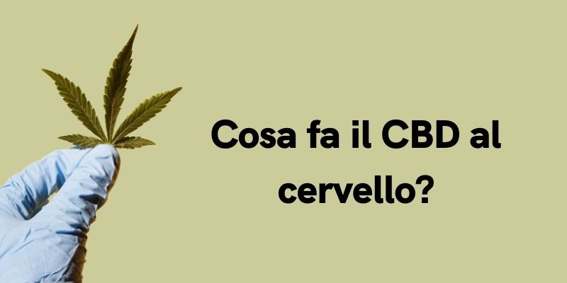 Cosa fa il CBD al cervello?